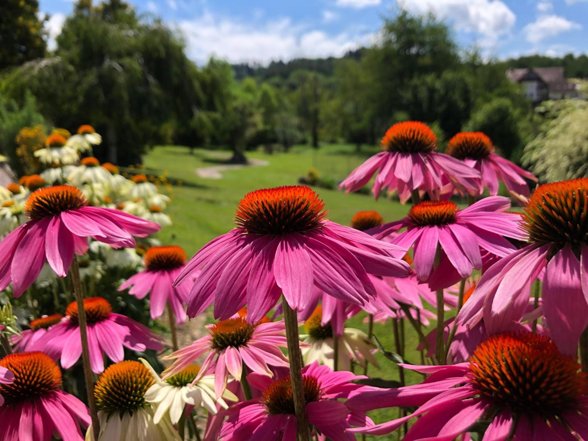 Hotel-Gasthof Rose Oberkirch  Dış mekan fotoğraf